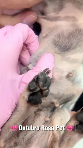 🎀 Outubro Rosa Pet Você sabia que o câncer de mama pode atingir até 45% das cadelas não castradas? 😢 A prevenção é simples: toque, observe e procure o veterinário sempre que notar algo diferente. 💗🐾 ✨ Diagnóstico precoce salva vidas e amor também é cuidado. #outubrorosapet #veterinária #prevenção #cãesegatos #Capcut 