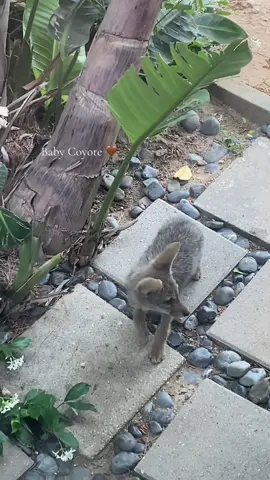 They Found A Lost Coyote Pup - What Happened Next Will Surprise You #rescueanimals #animallover #animalsofttiktok #coyote 