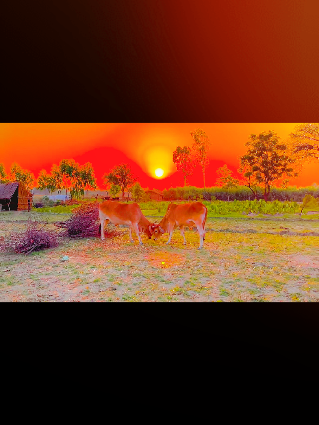 Pinda Alay /-🔥❣️🌞 Wattoo 🥺##CapCut #fyp #viral #wattoo #alirazawattoo7862 