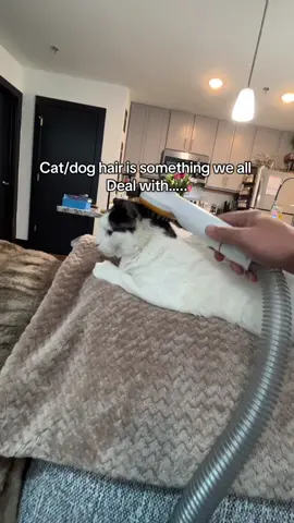 This pet grooming kit is the first I’ve used where the cats don’t freak out because of how quiet it is.  #PetsOfTikTok #petgrooming #petgroomingkit #petgroomingvacuum #pettok 