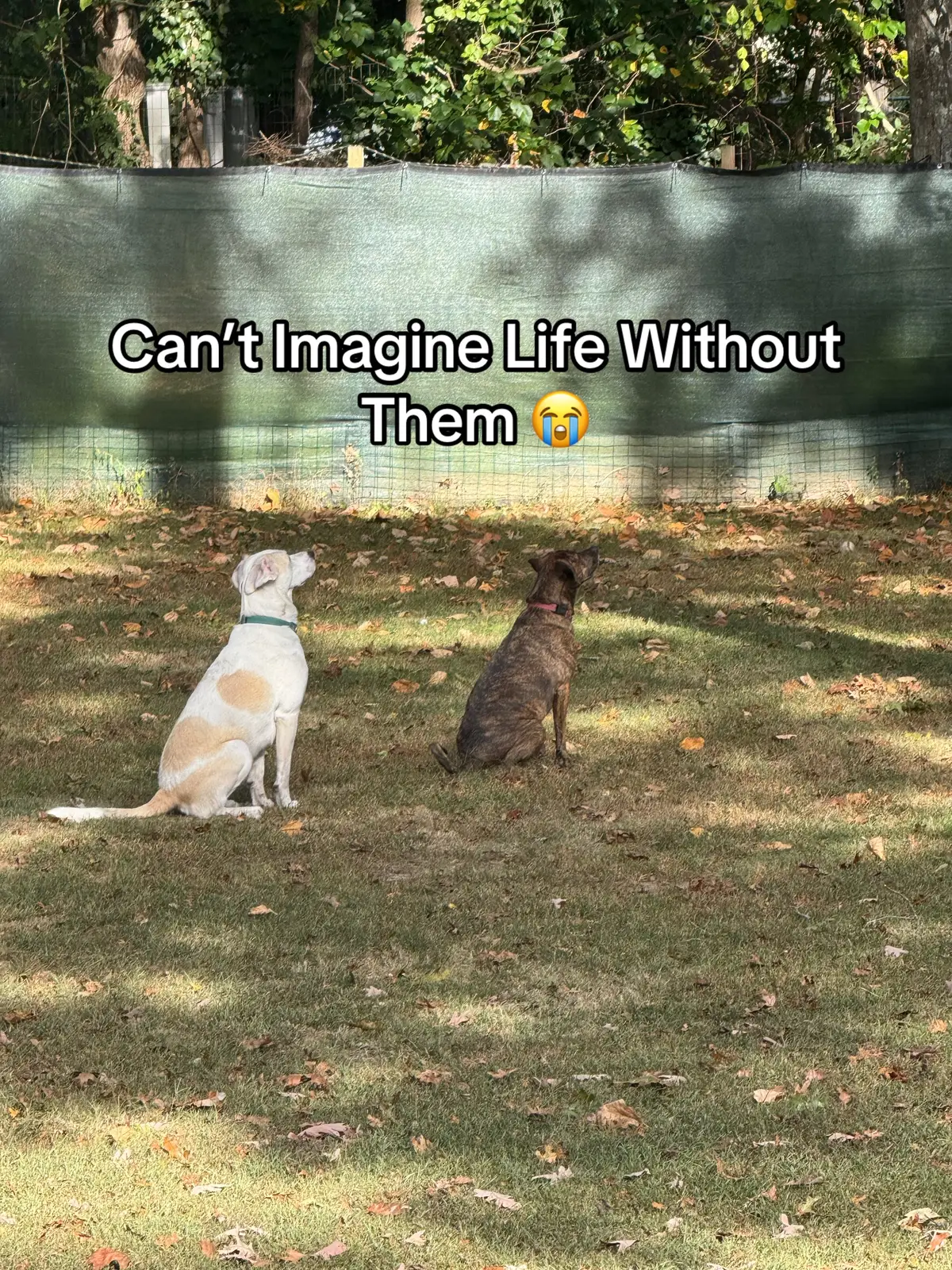 #dogsoftiktok #PetsOfTikTok #bestfriend 