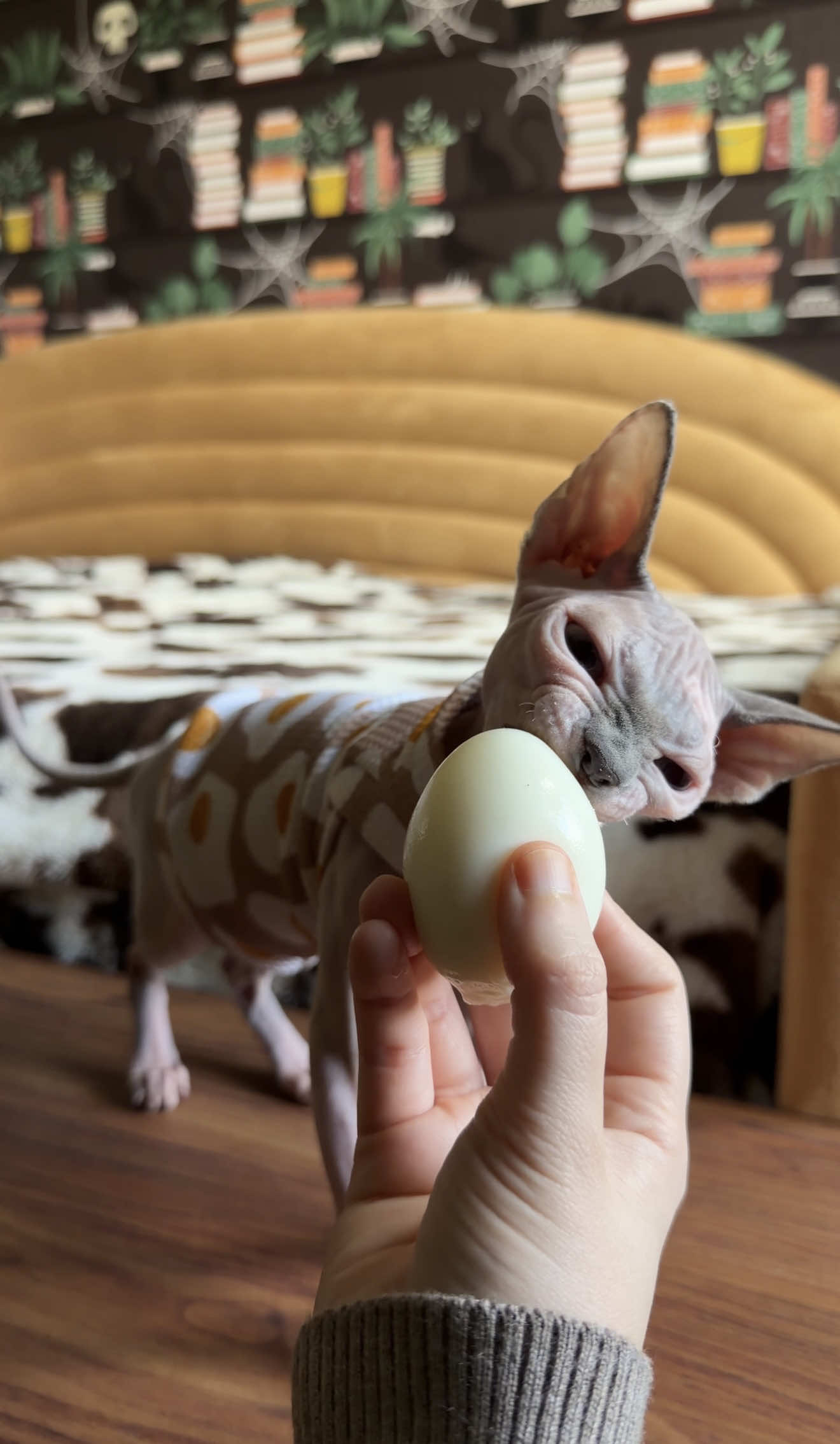 Moment of truth! Does Tsireya like eggs? This was one of my top asked questions so I hope you enjoy 😂 💛  #sphynx #cat #hairlesscat #asmr