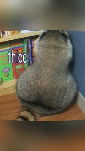 bounce and throw that racc #foryou #raccoonsoftiktok #fyp #raccoon 