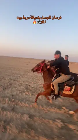 #خيل #خيل_وخياله🐎 #البصره_شط_العرب #fyp #iraq @كابتن عباس الملا @كابتن حسين الملا 