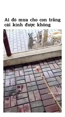 Ai mua cho con trắng cái mắt kính được không #haihuoc #videogiaitri #vuinhon #meme #videohaihuoc #cuoibebung #vuive #thucung