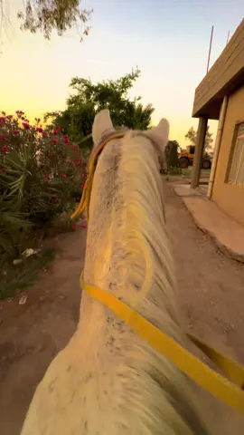 القران راحه نفسيه ..#خيل_وخياله🐎🖤ماشاءالله #الخيل #القران