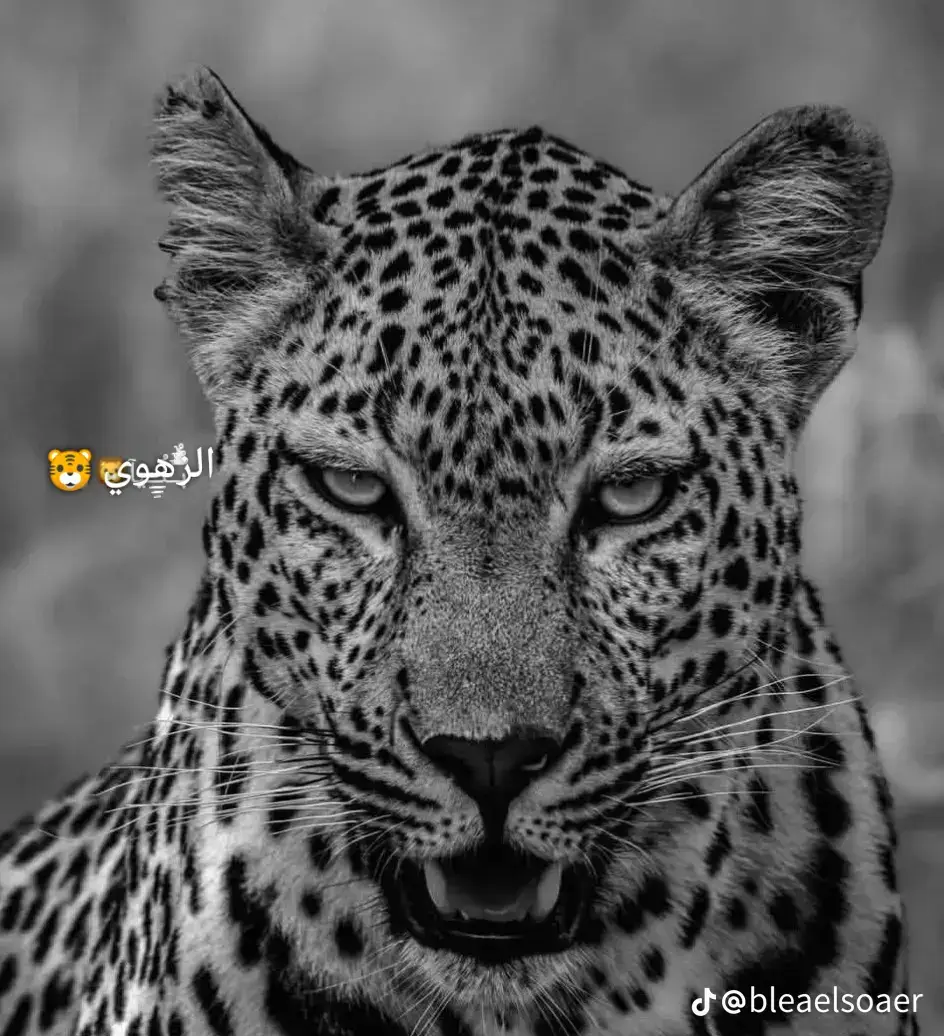#بنفسي مشرف نفسي # #البندريه بلدنا # #اخصام_سهله👎🏻💯 