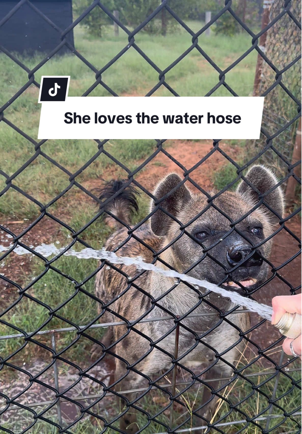 This girl LOVES the water hose 😂 #hyena #hyenalaugh #animalsoftiktok #foryoupage #funnyanimals 