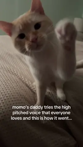 he rolled a bit tooo hard at the end😂🥹🥹 voice: @Daniel Mauro  #flamepoint #highpitchedvoice #babytalktoanimals #funnycatvideo #catvideos   