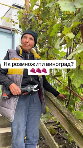 Осіннє розмноження винограду 🍇🍇🍇 Осінню посадив а весною з корінням 🍇🙌сікатор@Dnipro M  #бабаоля #напсевдочех #дніпром #розвиток_інфлюєнсерів #виноград 