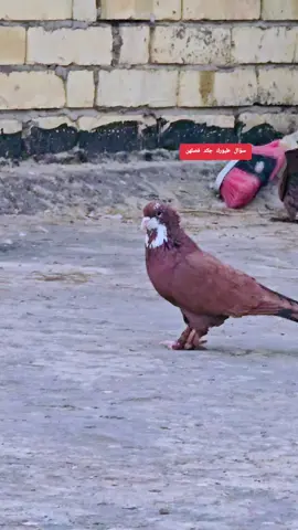 #العيون_السود 