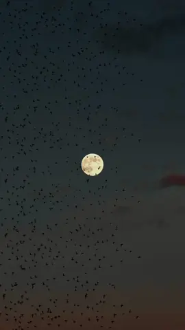 Chacun ses croyances 🌓 (je rigole mdr soyez pas fou la vidéo est à prendre au 15e degrés biensur qu’on est allé sur la lune 🤣) 