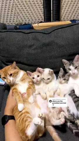 Replying to @Diethyl it was hard to gather them all😿 #cat 
