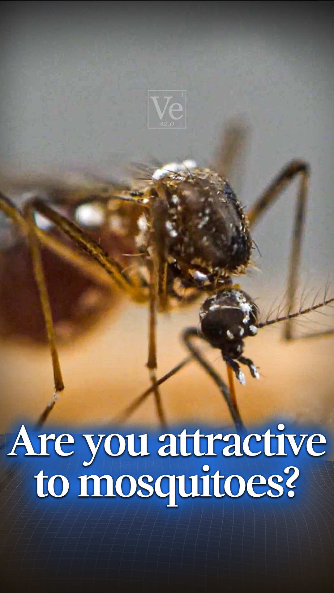 Why do mosquitoes bite some people more than others?