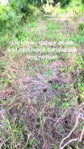 mekipun abot #masukberanda #peternaklembu #fyppppppppppppppppppppppp 