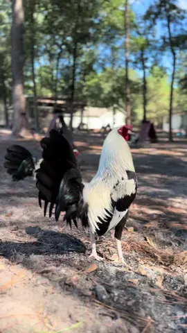 🦅Them greys back like they never left 🔥#FYP #fyp