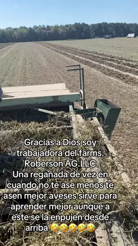 #adisantos #parati #contratados🇲🇽 #northcarolina #sweetpotato cuando te regańan por andar sin guantes 🧤 pero los guantes estorban aveces 