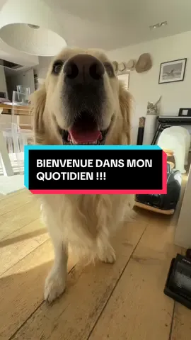 UNE JOURNÉE BIEN REMPLIE 🤪#goldenretriever #golden #goldenretrievertiktok #retriever #chiendrole 