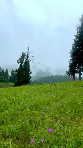 Our beautiful Pakistan 🇵🇰🏔️❤️ 𝐖𝐞 𝐎𝐫𝐠𝐚𝐧𝐢𝐬𝐞 𝐁𝐲 𝐑𝐨𝐚𝐝 & 𝐁𝐲 𝐀𝐢𝐫 𝐓𝐫𝐢𝐩𝐬 𝐭𝐨 𝐝𝐢𝐟𝐟𝐞𝐫𝐞𝐧𝐭 𝐝𝐞𝐬𝐭𝐢𝐧𝐚𝐭𝐢𝐨𝐧𝐬 𝐢𝐧 𝐏𝐚𝐤𝐢𝐬𝐭𝐚𝐧.🇵🇰  Public Group tours | Customised family  Honyemoon | Corporate | college & University tours. 𝐀:𝐋𝐢𝐬𝐭 𝐨𝐟 𝐞𝐯𝐞𝐫𝐲 𝐰𝐞𝐞𝐤 𝐩𝐮𝐛𝐥𝐢𝐜 𝐭𝐨𝐮𝐫𝐬 𝐭𝐨 𝐝𝐢𝐟𝐟𝐞𝐫𝐞𝐧𝐭 𝐝𝐞𝐬𝐭𝐢𝐧𝐚𝐭𝐢𝐨𝐧 𝐟𝐫𝐨𝐦 𝐋𝐚𝐡𝐨𝐫𝐞- 𝐅𝐚𝐢𝐬𝐚𝐥𝐚𝐛𝐚𝐝 & 𝐈𝐬𝐥𝐚𝐦𝐚𝐛𝐚𝐝 𝟖 𝐃𝐚𝐲𝐬 𝐆𝐫𝐚𝐧𝐝 𝐇𝐮𝐧𝐳𝐚 𝐩𝐥𝐮𝐬 𝐒𝐤𝐚𝐫𝐝𝐮 𝟔 𝐃𝐚𝐲𝐬 𝐒𝐤𝐚𝐫𝐝𝐮 & 𝐁𝐚𝐬𝐡𝐨 𝐯𝐚𝐥𝐥𝐞𝐲 𝟎𝟔 𝐃𝐚𝐲𝐬 𝐑𝐚𝐦𝐚 - 𝐃𝐞𝐨𝐬𝐚𝐢 - 𝐌𝐢𝐧𝐢𝐦𝐞𝐫𝐠 & 𝐃𝐨𝐦𝐞𝐥 𝐀𝐬𝐭𝐨𝐫𝐞  𝟓 𝐃𝐚𝐲𝐬 𝐇𝐮𝐧𝐳𝐚-𝐂𝐡𝐢𝐧𝐚 𝐛𝐨𝐚𝐫𝐝𝐞𝐫 & 𝐍𝐚𝐥𝐭𝐞𝐫 𝟓 𝐃𝐚𝐲𝐬 𝐅𝐚𝐢𝐫𝐲 𝐌𝐞𝐚𝐝𝐨𝐰𝐬 & 𝐍𝐚𝐧𝐠𝐚𝐩𝐚𝐫𝐛𝐚𝐭 𝟑 𝐃𝐚𝐲𝐬 𝐒𝐰𝐚𝐭 - 𝐊𝐚𝐥𝐚𝐦 & 𝐌𝐚𝐥𝐚𝐦𝐣𝐚𝐛𝐚 𝟑 𝐃𝐚𝐲𝐬 𝐀𝐫𝐚𝐧𝐠𝐤𝐞𝐥 𝐍𝐞𝐞𝐥𝐮𝐦 𝐯𝐚𝐥𝐥𝐞𝐲 𝐊𝐚𝐬𝐡𝐦𝐢𝐫 𝟑 𝐃𝐚𝐲𝐬 𝐍𝐚𝐫𝐚𝐧 - 𝐒𝐡𝐨𝐠𝐫𝐚𝐧 & 𝐁𝐚𝐛𝐮𝐬𝐚𝐫 𝐭𝐨𝐩 𝐁:𝐁𝐲 𝐚𝐢𝐫 𝐭𝐫𝐢𝐩𝐬 By air trips Available from Islamabad to Skardu . 𝟓𝐃𝐚𝐲𝐬 𝐁𝐲 𝐚𝐢𝐫 𝐭𝐫𝐢𝐩 𝐭𝐨 𝐒𝐤𝐚𝐫𝐝𝐮 𝐯𝐚𝐥𝐥𝐞𝐲 𝟓 𝐃𝐚𝐲𝐬 𝐁𝐲 𝐚𝐢𝐫 𝐭𝐫𝐢𝐩 𝐭𝐨 𝐇𝐮𝐧𝐳𝐚 𝐯𝐚𝐥𝐥𝐞𝐲 𝟖 𝐭𝐨 𝟏𝟎 𝐃𝐚𝐲𝐬 𝐁𝐲 𝐀𝐢𝐫 𝐇𝐮𝐧𝐳𝐚 𝐯𝐚𝐥𝐥𝐞𝐲 𝐩𝐥𝐮𝐬 𝐬𝐤𝐚𝐫𝐝𝐮 𝐯𝐚𝐥𝐥𝐞𝐲 𝟎𝟔 𝐃𝐚𝐲𝐬 𝐛𝐲 𝐚𝐢𝐫 𝐭𝐫𝐢𝐩 𝐭𝐨 𝐅𝐚𝐢𝐫𝐲 𝐦𝐞𝐚𝐝𝐨𝐰𝐬 -𝐍𝐚𝐧𝐠𝐚𝐩𝐚𝐫𝐛𝐚𝐭 𝐛𝐚𝐬𝐞𝐜𝐚𝐦𝐩 𝟎𝟖 𝐃𝐚𝐲𝐬 𝐛𝐲 𝐚𝐢𝐫 𝐭𝐫𝐢𝐩 𝐭𝐨 𝐒𝐤𝐚𝐫𝐝𝐮 + 𝐅𝐚𝐢𝐫𝐲 𝐌𝐞𝐚𝐝𝐨𝐰𝐬  𝐅𝐨𝐫 𝐅𝐮𝐫𝐭𝐡𝐞𝐫 𝐃𝐞𝐭𝐚𝐢𝐥𝐬 𝐃𝐦 𝐮𝐬 , 𝐖𝐡𝐚𝐭𝐬𝐀𝐩𝐩 𝐍𝐮𝐦𝐛𝐞𝐫 𝐌𝐞𝐧𝐭𝐢𝐨𝐧𝐞𝐝 𝐈𝐧 𝐏𝐫𝐨𝐟𝐢𝐥𝐞 📥 #foryou #foryoupage #unfrezzmyaccount #goomopakistan #skardutourismclub 