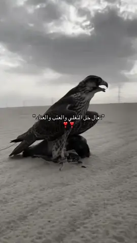 #اغاني #صقر 
