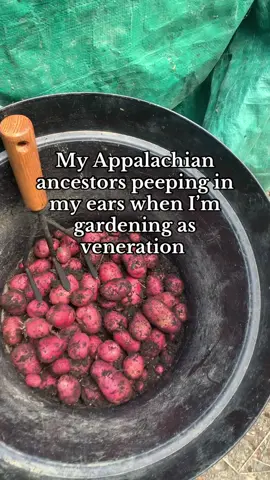 THEY GOT THEIR PRODUCE THIS YEAR #heathen #norsepagan #ancestorveneration #appalachia #gardening 