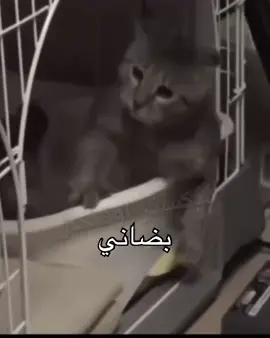 #اوفيكال #رياكشن 