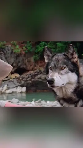 الصبيّ والذئب الأبيض