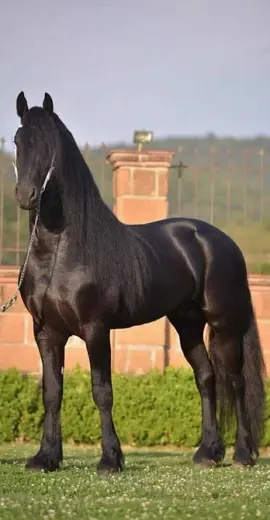 Watch till the end and tell me if you felt that chill. The movement, the hair... perfection in motion. Can you even handle this level of majestic? Tag a friend whose pet could never! ​#friesianhorse  ​#blackbeauty  ​#horsetok ​#equestrian #fyp This magnificent Friesian horse is pure black beauty and equestrian goals—watch this dream horse walk and be amazed by its incredible movement and shine!