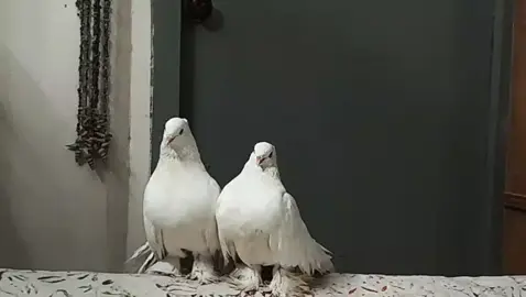 #fypppppppppppppppppppppppp #Sing_Oldies #اقول_وقد_ناحت_بقربي_حمامه #ناظم_الغزالي💙 