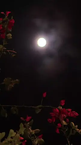 زندگی کو سہ رہا ہو جی نہیں رہا🥹🥀❤️‍🩹//REPORT REQWAST//#foryou#aesthetic#poetry#grow#1milloinaudition 