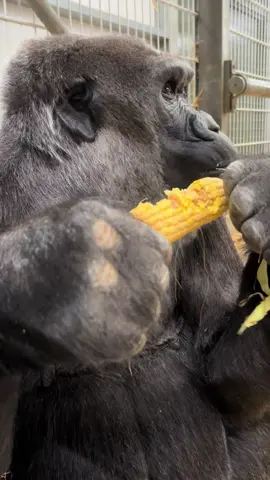 Their favourite snack, corn on the cobs 🖤🦍  #fyp #gorilla #zookeeperlife #eating #asmr 