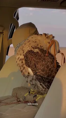 #الطير_ #_شعر_قصايد #المقناص_واجواء_البر 