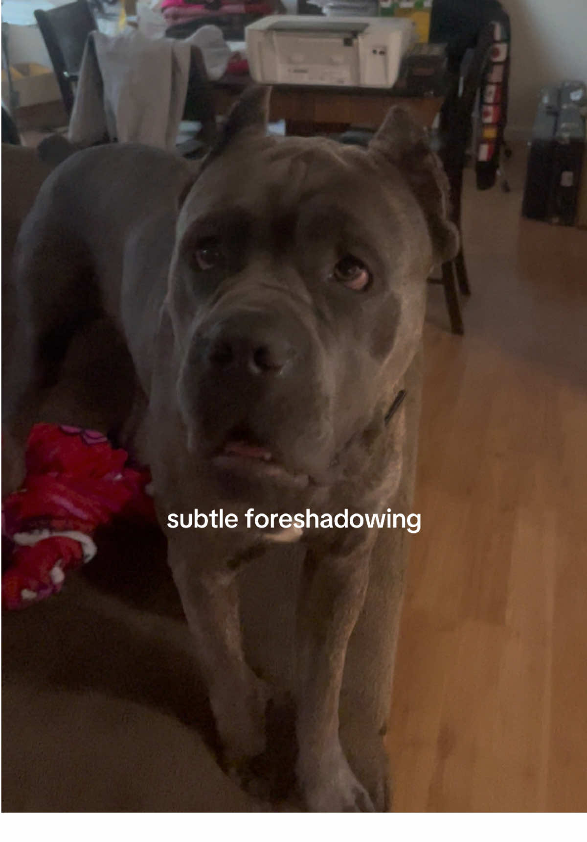me after i was told to not rile the dog up 😭😭😭😭 he jus a tinky baby tht likes to play i cant help but want him to beat me up 🥹🥹🥹 #canecorso #fyp #subtleforshadowing 