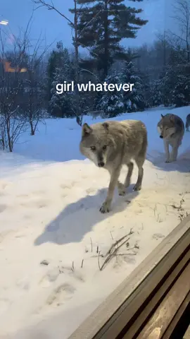 #girlwhatever #fyp #parcomega #wolves #canada 