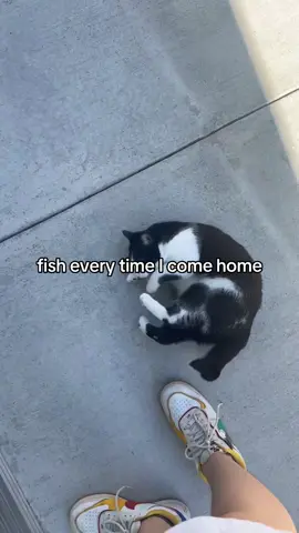 can someone please translate lmao #cat #kitty #kitten #catsoftiktok #concrete 
