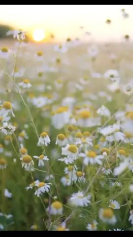 vidéos de motivation