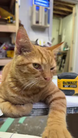 Send some Advil! #danieltiger#margaret#cats#chickens#workshop