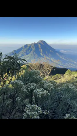 😄#3142mdpl #edelweiss #merbabumountain 