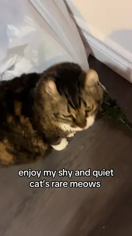 so jimmy usually is quite shy which makes capturing his meow quite difficult.. but here’s a compliation of the bimmy sounds I’ve been able to film! #catsoftiktok 