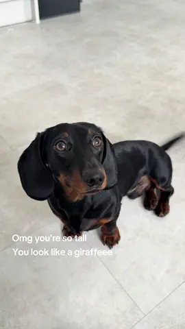 He said what he said…  #bakedbean #dogsoftiktok #funny #doberman #dachshund 