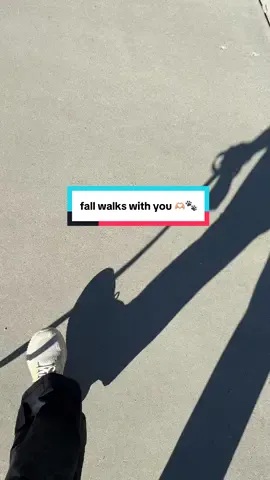 the best 🥹🫶🏼 @Maisy the Toy Poodle 🐾  #dogmomsoftiktok #dogmom #dogmomlife #dogmomma #dogmoms 