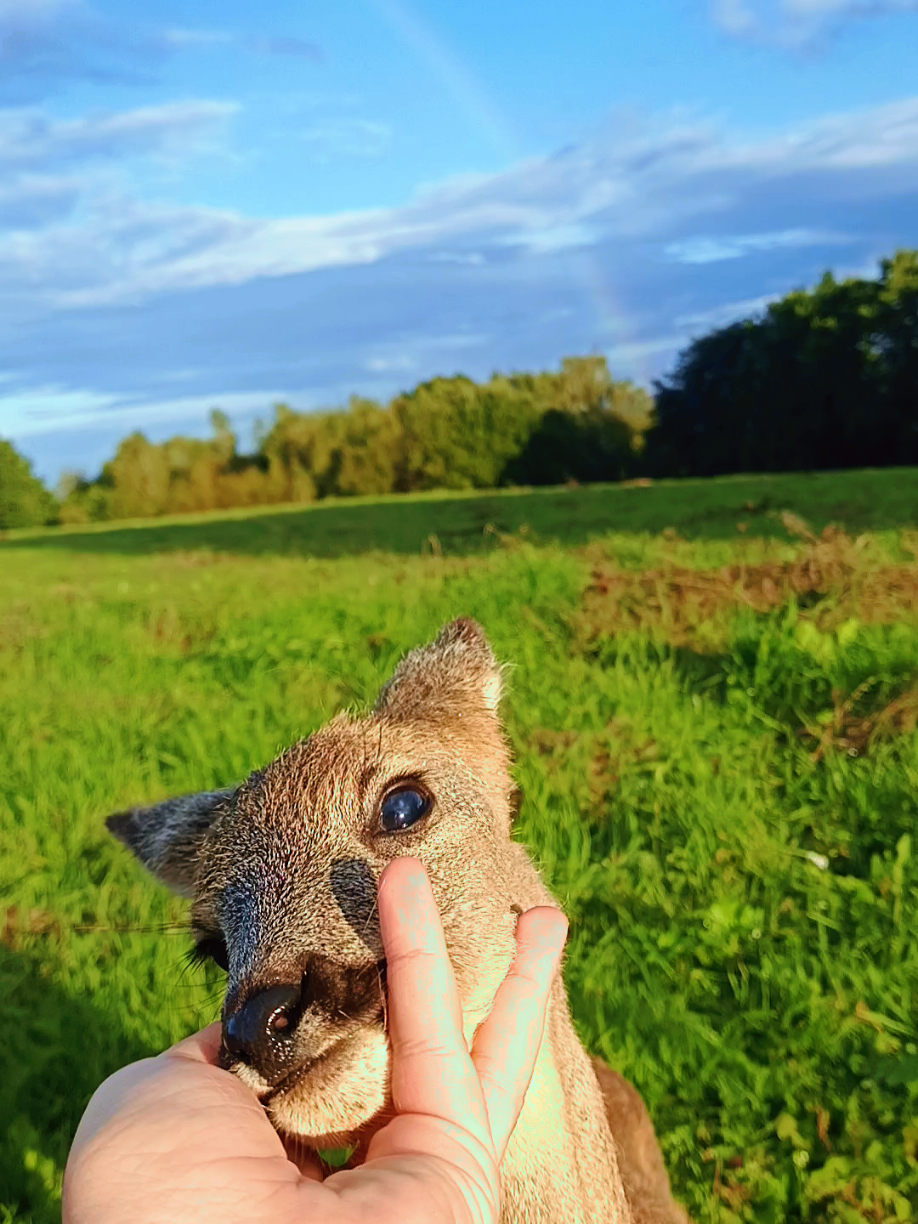 Nie zobaczycie dzisiaj nic słodszego ✨ kocham tego knurka opasłego 🦌❤️🍂 #viral #dlaciebie #sarna #bieszczady #natura 
