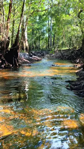 Home #creek #woods #paradise #florida #Home 