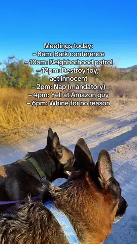 Looks like we’re booked solid #germanshepherd #belgianmalinois #funnydogs