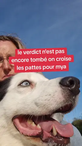 ce moment que tout maître redoute.. direction la radio pour mya #mya #radio #chien #education 