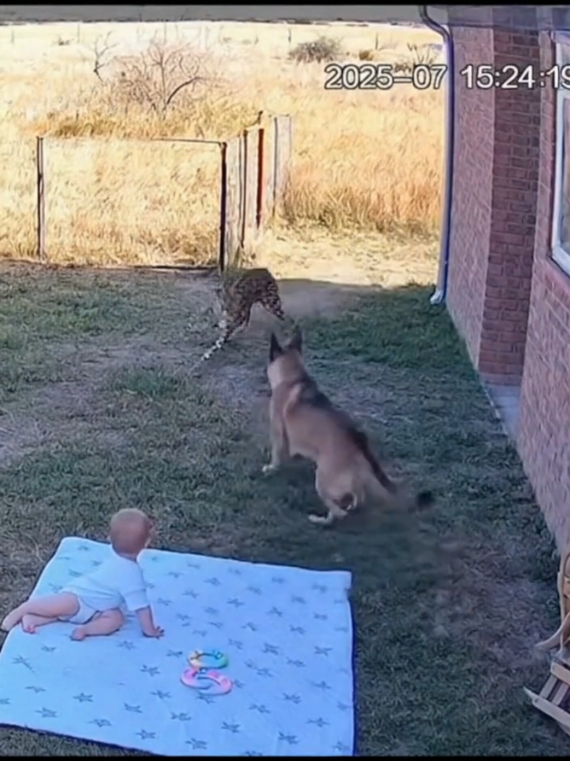 CHEETAH VS DOG... TO SAVE BABY LIFE #dogsoftiktok #dog #savelives #cheetah #attack 