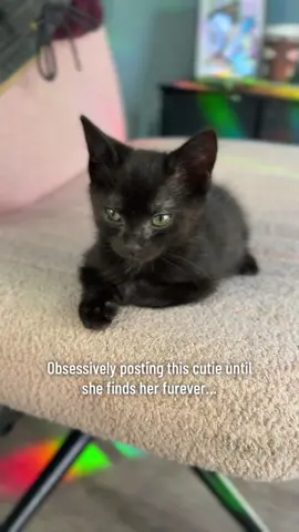 #kittensoftiktok #rescuekitten 