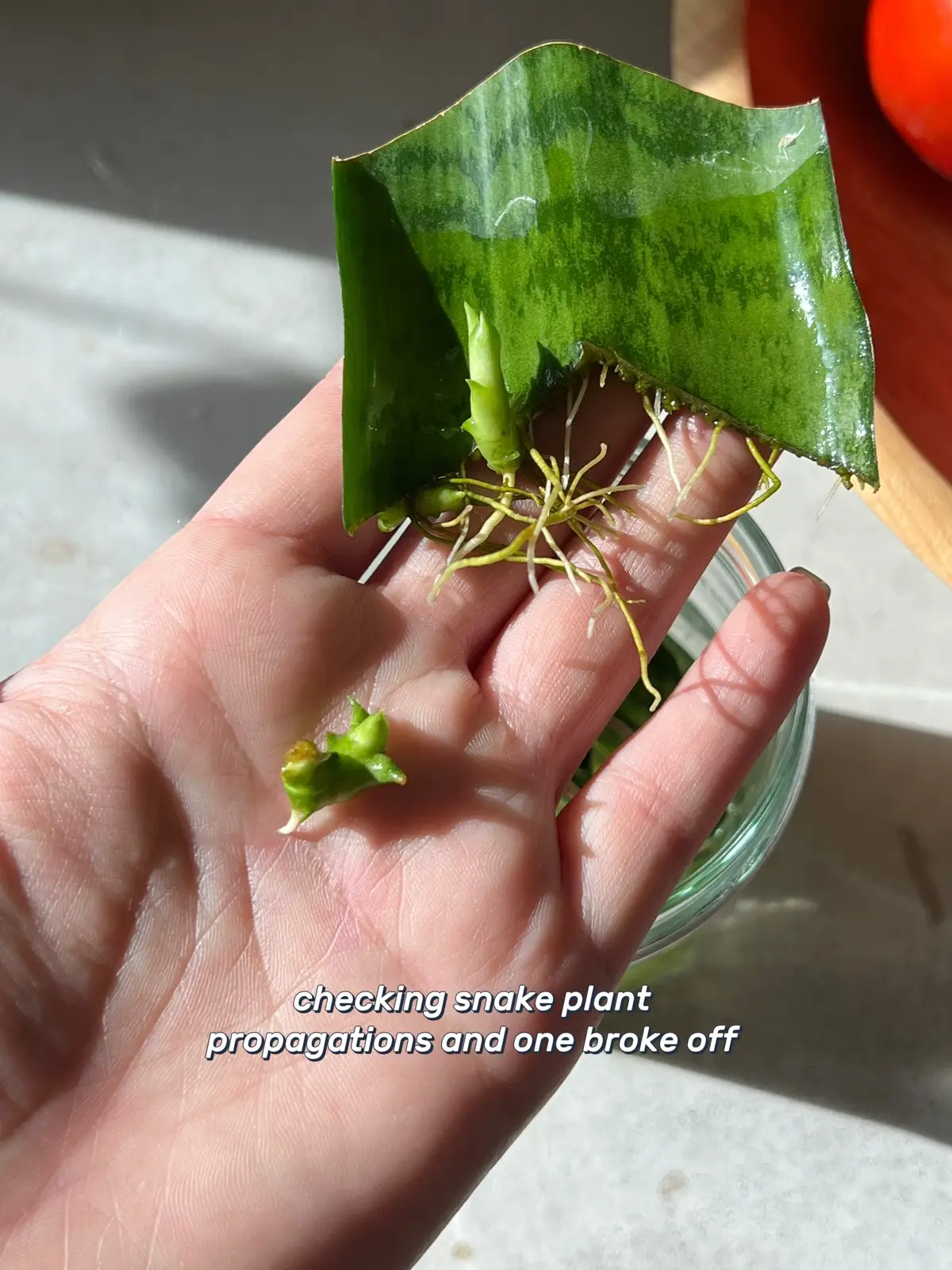 #snakeplant #snakeplantpropagation #plantlover #plantsoftiktok #sansevieria 