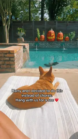 #dogsoftiktok 