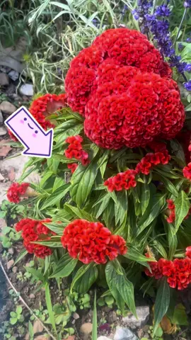 Grasshopper and I watching each other. I read they don’t recognize humans but I see them all the time and it feels like they seek me out. Hiding for a nap in my celosia plant #tiktok #plants #grasshopper #nature #TikTokLearningCampaign 